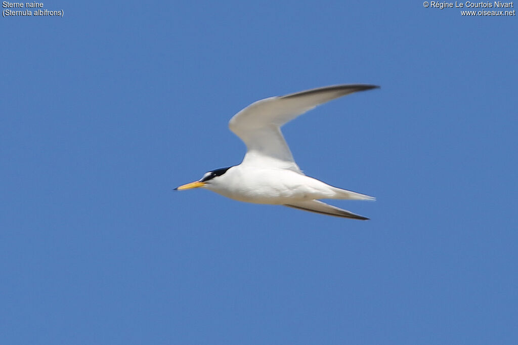 Little Tern