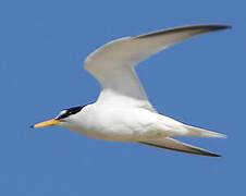 Little Tern