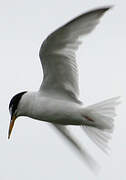 Little Tern