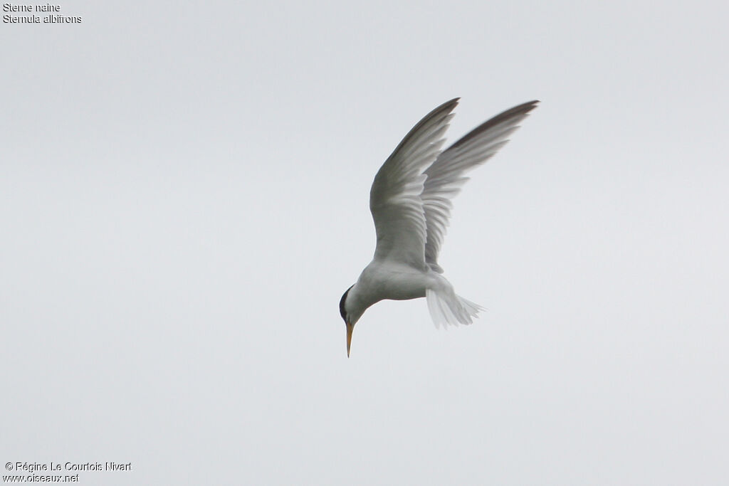 Little Tern