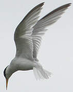 Little Tern