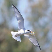 Little Tern