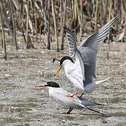 Little Tern