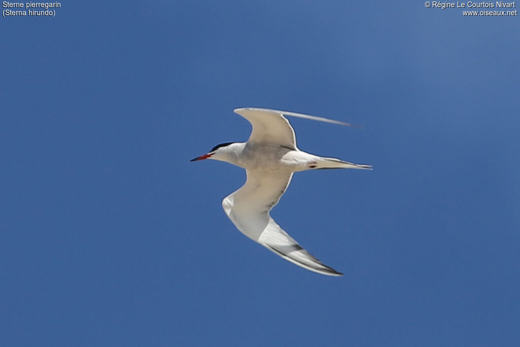 Common Tern