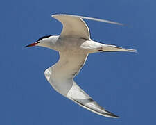 Common Tern