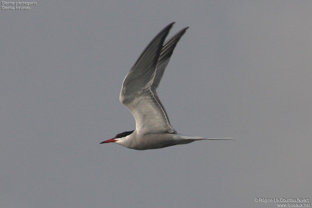 Common Tern