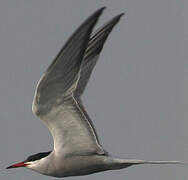 Common Tern