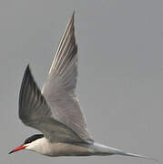 Common Tern