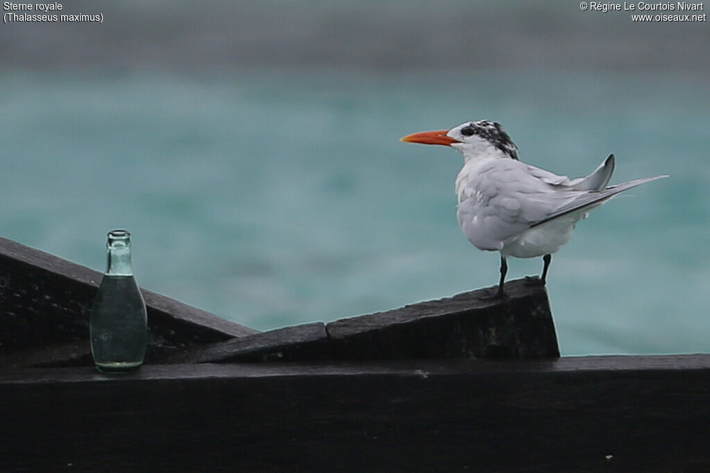 Royal Tern