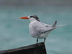 Royal Tern