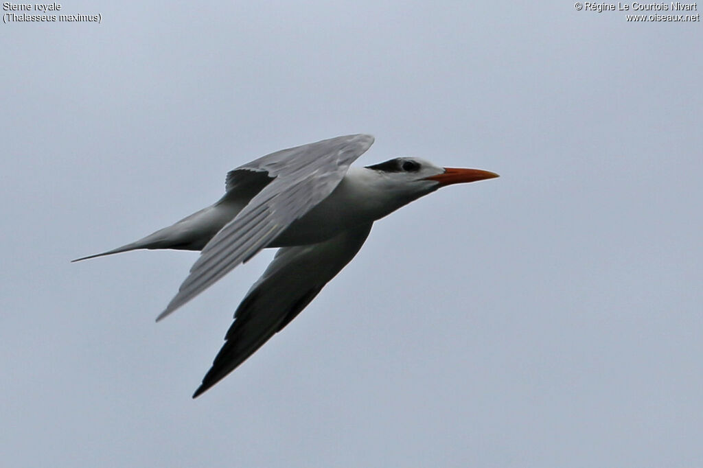 Royal Tern