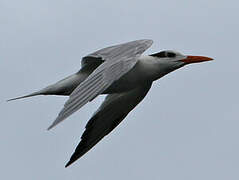 Royal Tern