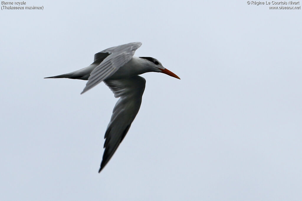 Royal Tern