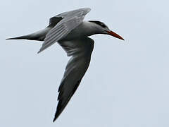 Royal Tern