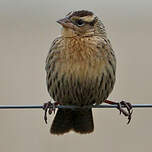 Sturnelle à sourcils blancs