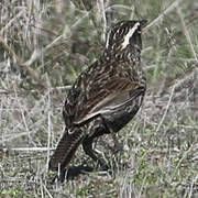 Long-tailed Meadowlark