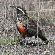 Long-tailed Meadowlark