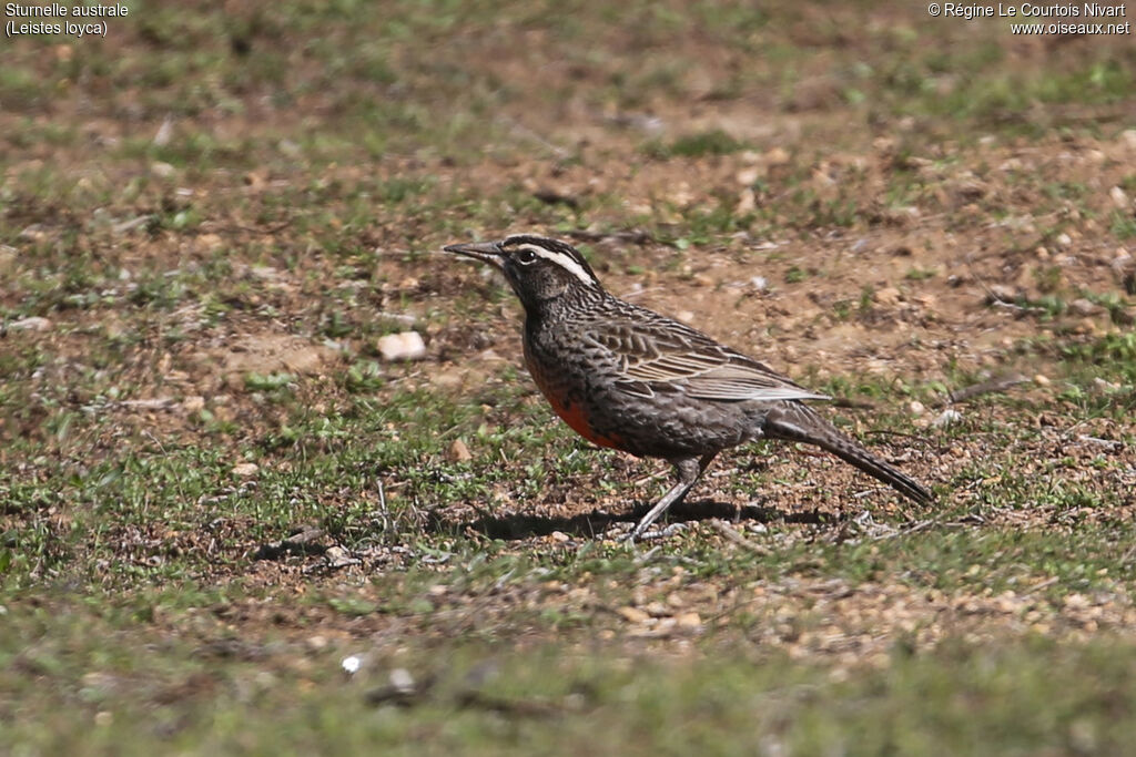 Long-tailed Meadowlark