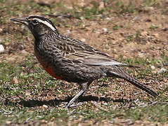 Long-tailed Meadowlark