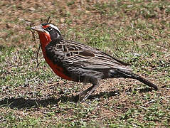 Long-tailed Meadowlark