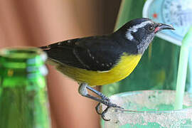 Bananaquit