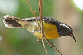 Bananaquit