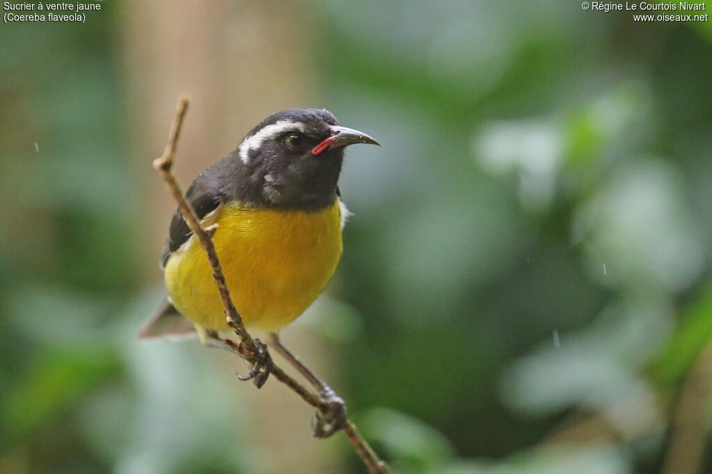 Bananaquit