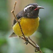 Bananaquit