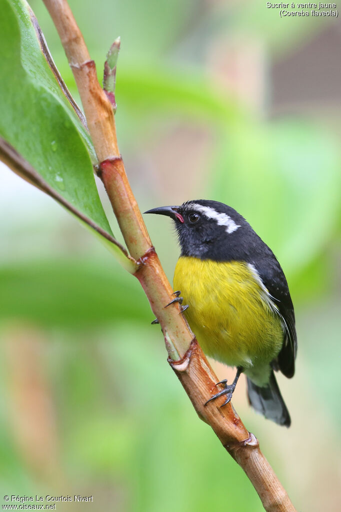 Bananaquit