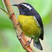 Bananaquit