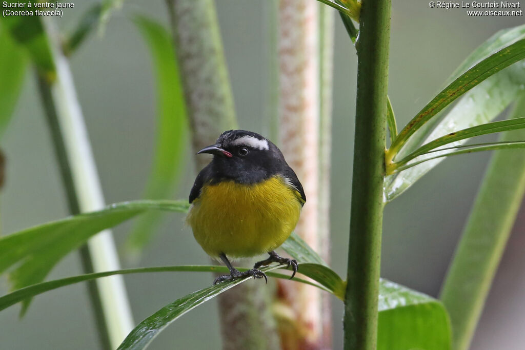 Bananaquit