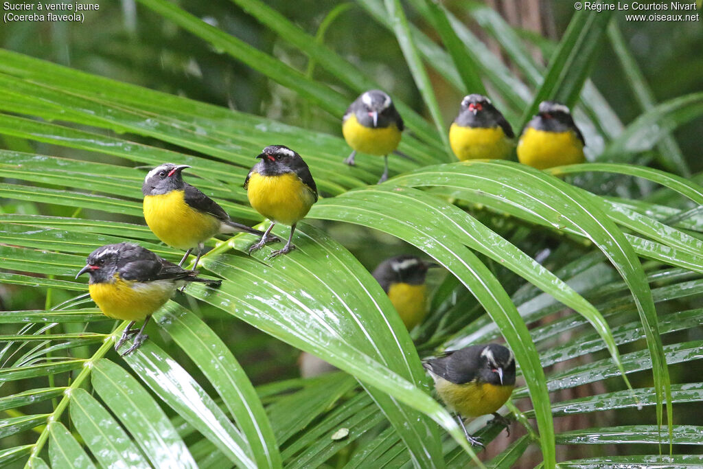 Bananaquit