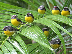 Bananaquit