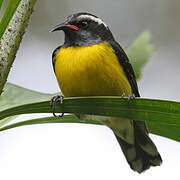 Bananaquit