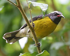 Bananaquit