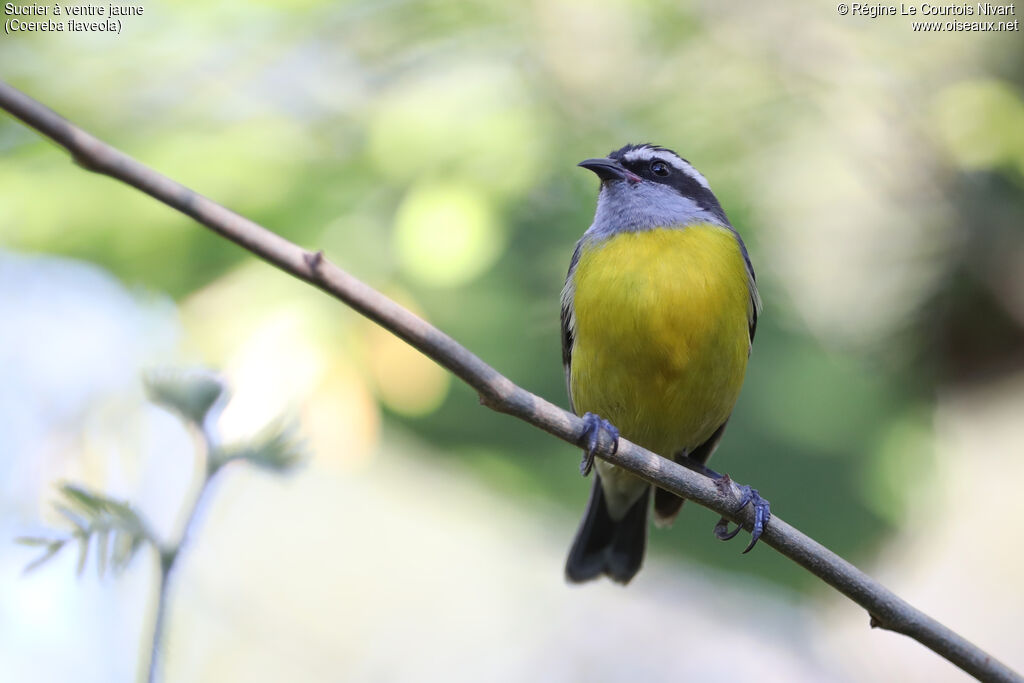 Sucrier à ventre jaune