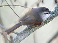 Synallaxe à calotte rayée