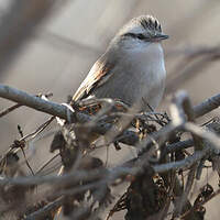 Synallaxe à calotte rayée