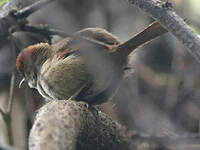 Synallaxe à front sombre