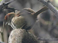 Synallaxe à front sombre