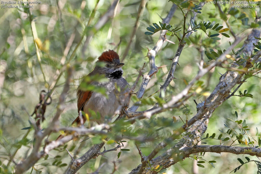 Synallaxe à front sombre