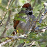 Synallaxe à front sombre