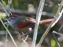 Synallaxe à front sombre