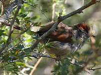Synallaxe à front sombre