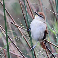 Synallaxe à gorge jaune
