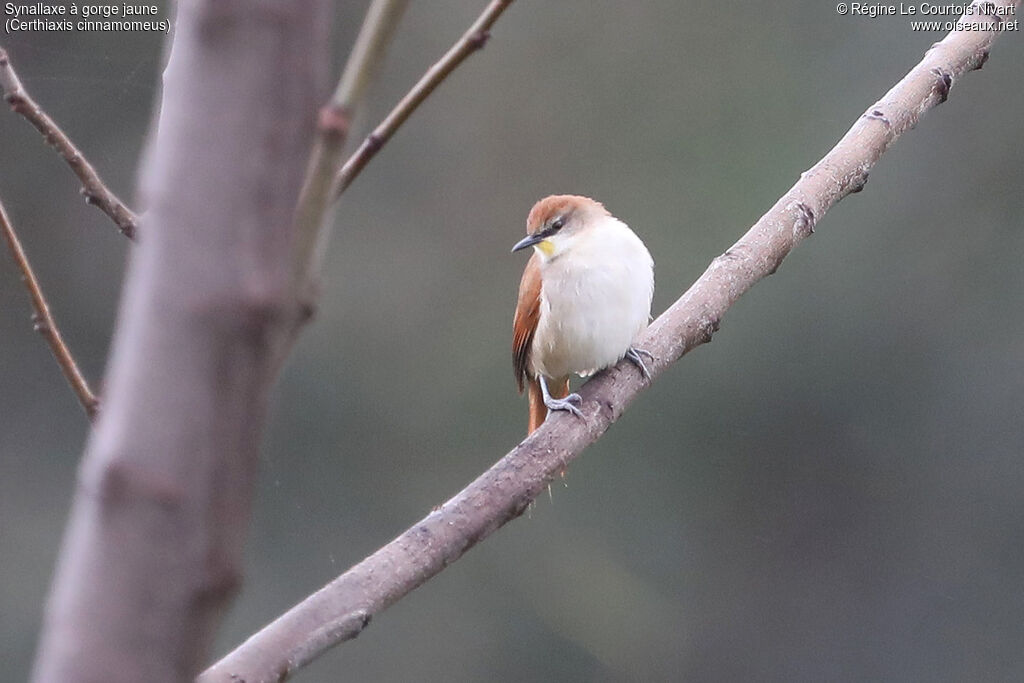 Synallaxe à gorge jaune