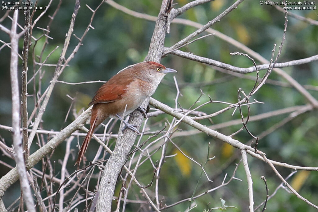 Synallaxe rouge