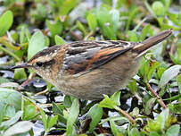 Synallaxe troglodyte