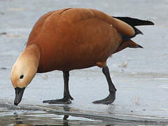 Ruddy Shelduck