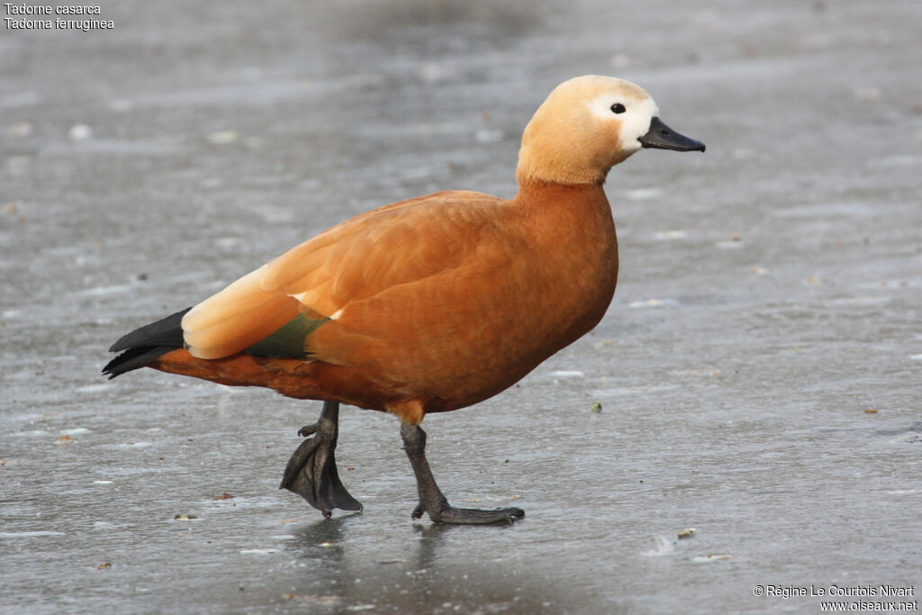 Ruddy Shelduck female, identification